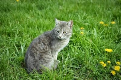 Прикрепленное изображение: котик.JPG